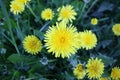 Dandelion flowers on a background of spring grass Royalty Free Stock Photo