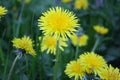 Dandelion flowers on a background of spring grass Royalty Free Stock Photo