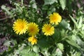 Dandelion flowers on a background of spring grass Royalty Free Stock Photo