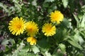 Dandelion flowers on a background of spring grass Royalty Free Stock Photo