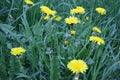Dandelion flowers on a background of spring grass Royalty Free Stock Photo