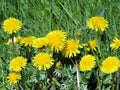 Dandelion flowers 2016