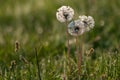 dandelion flowers in the dew under the first rays of the sun in summer Royalty Free Stock Photo