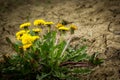 Dandelion flowers on dry land