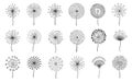 Dandelion flowers. Fluffy meadow flower with seeds. Summer natural floral fluff silhouette. Line blossom decorative logo