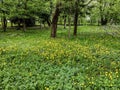 Dandelion flowers in the green grass and other trees Royalty Free Stock Photo