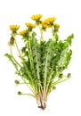 Dandelion flowers green leaves isolated white background Royalty Free Stock Photo