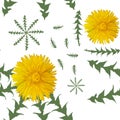 Dandelion flowers with green leaves on a white background. Seamless vector pattern. Royalty Free Stock Photo