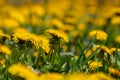 Dandelion flowers on a green meadow in spring. Dandelion flower background Royalty Free Stock Photo