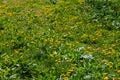 Dandelion flowers on a green meadow in spring. Dandelion flower background Royalty Free Stock Photo