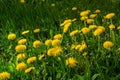 Dandelion flowers on a green meadow in spring. Dandelion flower background Royalty Free Stock Photo
