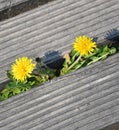 Dandelion flowers growing beetween wooden floor Royalty Free Stock Photo