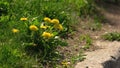 Dandelion flowers growing in green grass on a summer day. Royalty Free Stock Photo