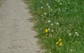 Dandelion flowers beside hicking path