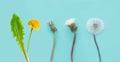 Dandelion flowers and leaves isolated on blue background. Royalty Free Stock Photo