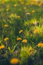 Dandelion flowers in the miidle of summer