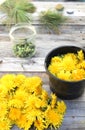 Dandelion flowers in pot and dangelion buds in jar Royalty Free Stock Photo