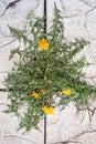 Dandelion flowers on the road