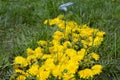 Dandelion flowers are scattered from a glass jar in the form of a yellow path on a background of green grass. Spring decor Royalty Free Stock Photo