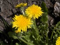 Dandelion flowers in spring