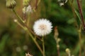 Dandelion flowers in summer sunset light. Royalty Free Stock Photo