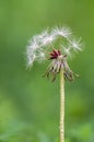 Dandelion flowers  under the first rays of the sun  in the meadow Royalty Free Stock Photo