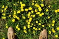 Dandelion flowers underfoot