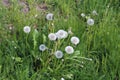 Dandelion Flowers with White Fluffy Heads Full of Seeds Ready to Fly