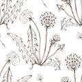 Dandelion flowers wildflowers graphic vector hand-drawn illustration. Print textile vintage Royalty Free Stock Photo