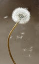 Dandelion with fluff Royalty Free Stock Photo