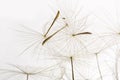 Dandelion fluff Royalty Free Stock Photo