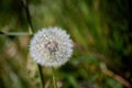 Dandelion fluff ball in closup with dark green background