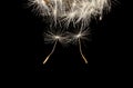 Dandelion fluff on a black background. macro Royalty Free Stock Photo