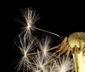 Dandelion fluff on a black background. macro Royalty Free Stock Photo