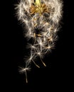 Dandelion fluff on a black background. macro Royalty Free Stock Photo