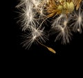 Dandelion fluff on a black background. macro Royalty Free Stock Photo