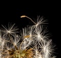 Dandelion fluff on a black background. macro Royalty Free Stock Photo