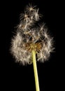 Dandelion fluff on a black background. macro Royalty Free Stock Photo