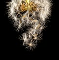 Dandelion fluff on a black background. macro Royalty Free Stock Photo