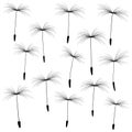 Dandelion fluff black and white Royalty Free Stock Photo