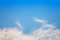 Dandelion fluff on a blue