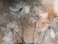 Dandelion fluff on a brown background. Watercolor of flowers Royalty Free Stock Photo