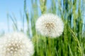 Dandelion fluff. Dandelion tranquil abstract closeup art background Royalty Free Stock Photo
