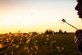 The dandelion fluff flies away on a blowing breath Royalty Free Stock Photo