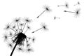 Dandelion fluff flies away from the wind. Royalty Free Stock Photo