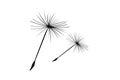 Dandelion fluff flies away from the wind. Royalty Free Stock Photo