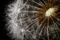 Dandelion fluff and its seeds