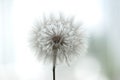 Dandelion Fluff Macro