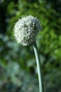 Dandelion fluff macro Royalty Free Stock Photo