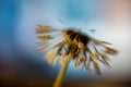 Dandelion fluff macro photo, dandelion fluff in morning dew, soft colorful background Royalty Free Stock Photo